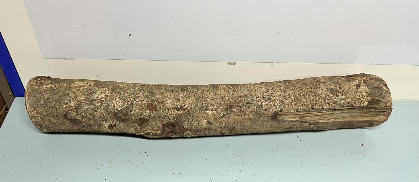 零元拍： 01-09-5金丝楠 原木 风水柱 横财（材）带皮， 尺寸：81/11.5/13CM。7.8公斤，抛光后金灿灿满香