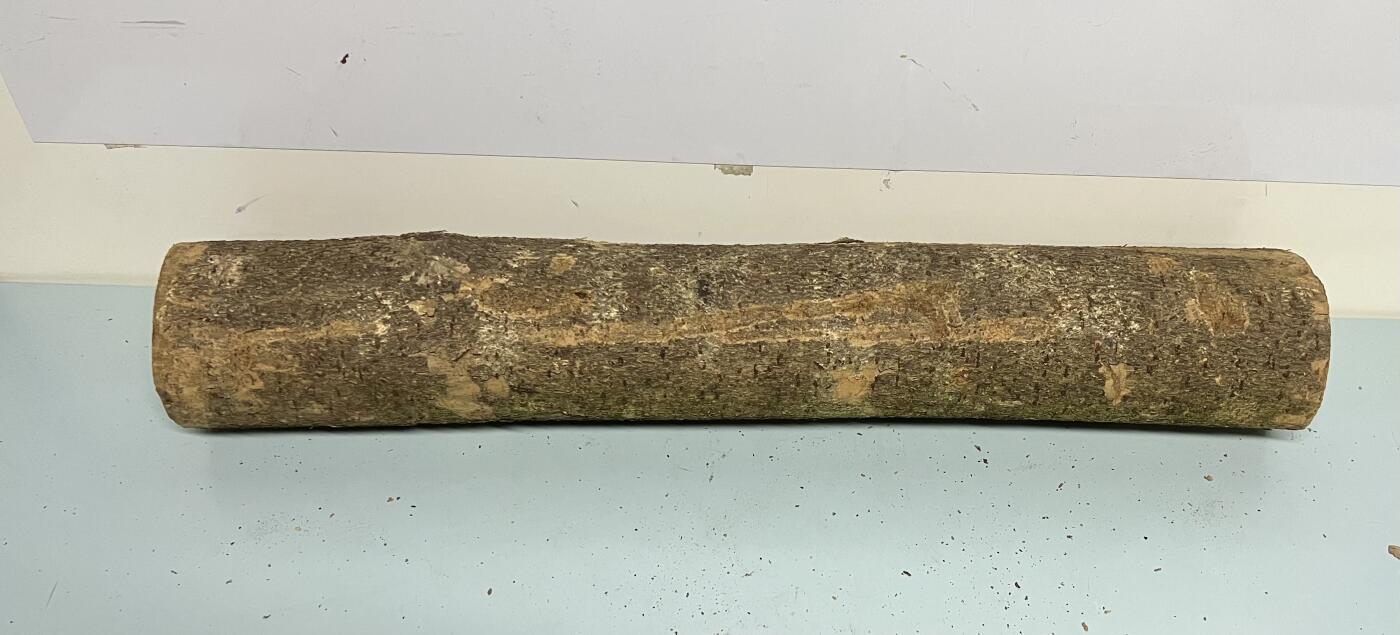 零元拍： 01-09-6金丝楠 原木 风水柱 横财（材）带皮， 尺寸：71.5/12CM。5.6公斤，抛光后金灿灿满香。