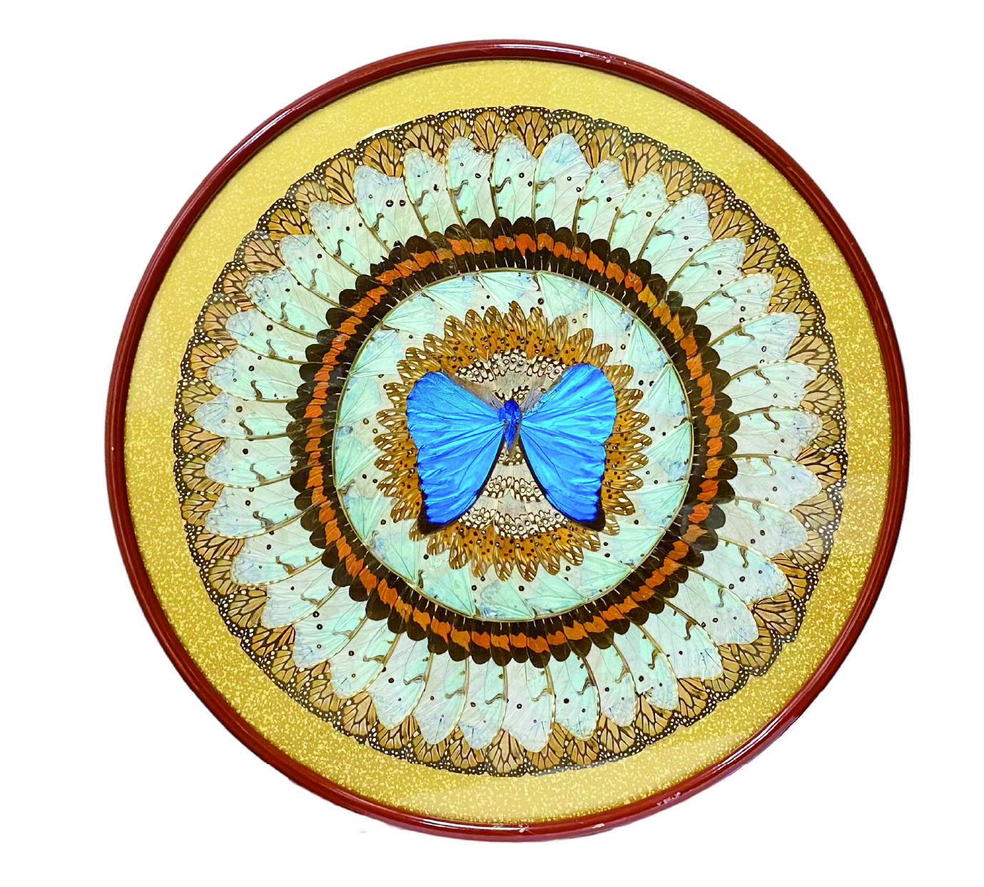 上海拍卖行2025年秋季古董珍玩拍卖会 巴西蓝闪蝶挂画(直径:45.5cm)