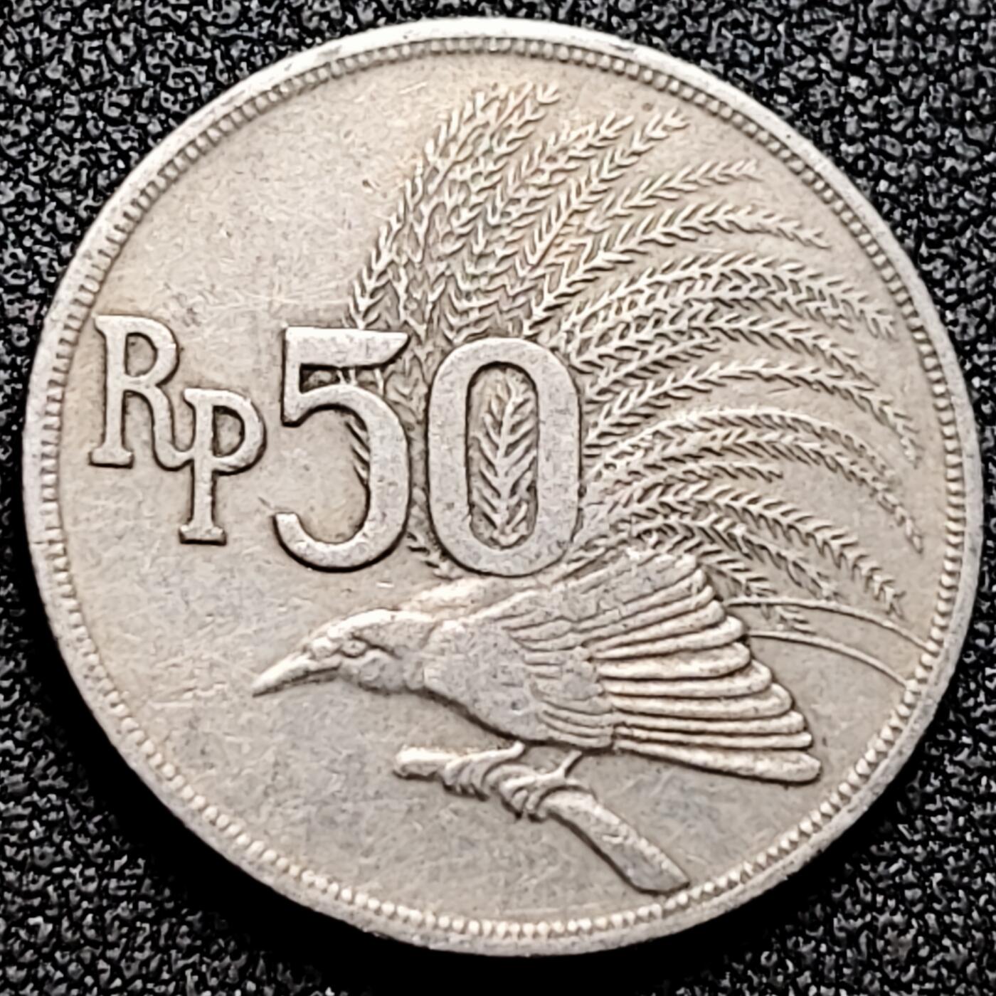 泉币菌-第170场- 精品福利场