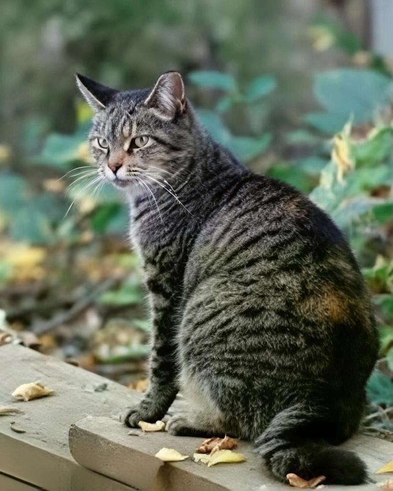 【俄甄集藏】“万象更新、马呈祥瑞”迎新春俄甄精品场-2026年(047)01-21 星期三 晚 19:30 全场包邮 英属马恩岛1990年PM版猫系列-纽约短毛家猫（巷猫）1/10克朗金币，NGC MS66，重3.11克，999金，类精制底板