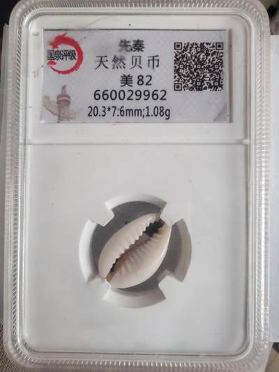 外国硬币 - 贝壳