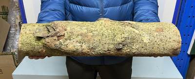 零元拍： 01-17-5金丝楠 原木 风水柱 横财（材）带皮， 尺寸：54/12CM。5.3公斤，抛光后金灿灿满香。 - 零元拍： 01-17-5金丝楠 原木 风水柱 横财（材）带皮， 尺寸：54/12CM。5.3公斤，抛光后金灿灿满香。