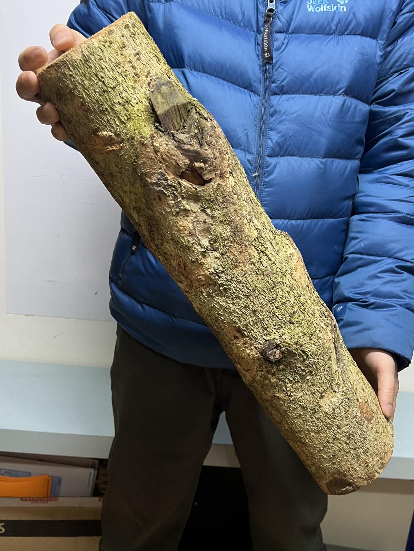 零元拍： 01-17-5金丝楠 原木 风水柱 横财（材）带皮， 尺寸：54/12CM。5.3公斤，抛光后金灿灿满香。