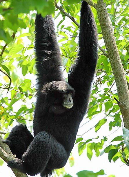 【俄甄集藏】“万象更新、马呈祥瑞”迎新春俄甄精品场-2026年(047)01-21 星期三 晚 19:30 全场包邮 印度尼西亚1974年野生动物保护-长臂猿5000卢比大银币，PCGS MS67，重32克，50%银，发行量43000枚