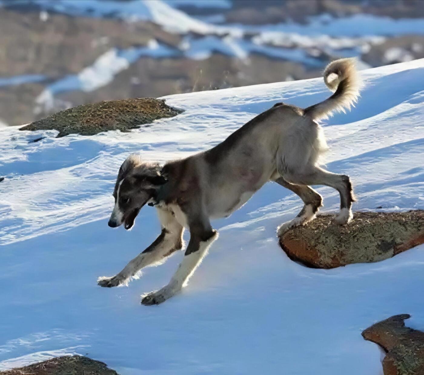 【俄甄集藏】“万象更新、马呈祥瑞”迎新春俄甄精品场-2026年(047)01-21 星期三 晚 19:30 全场包邮 哈萨克斯坦2020年塔兹猎犬100坚戈双色纪念币，NGC MS67，发行量500000枚