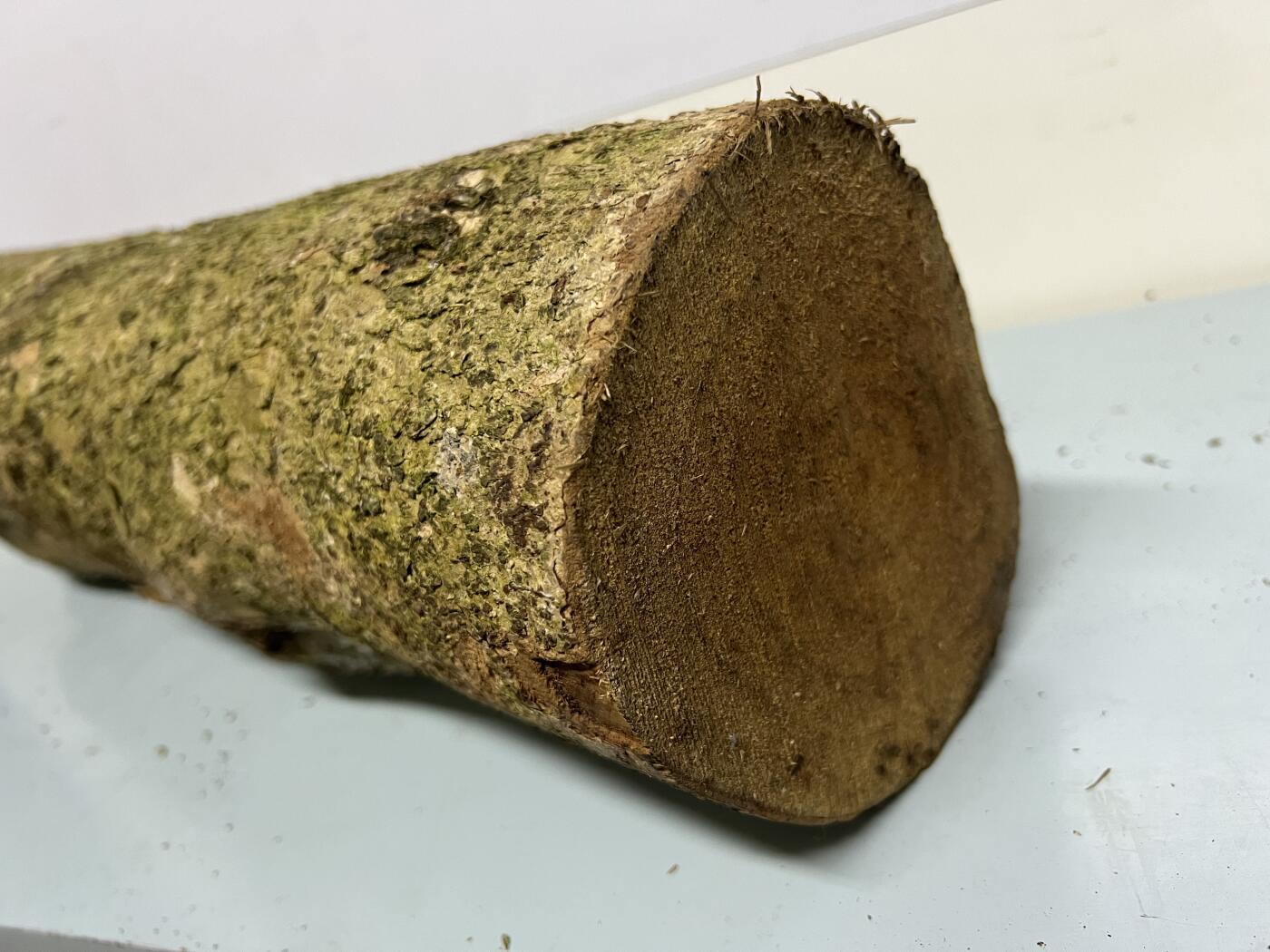 零元拍： 01-17-5金丝楠 原木 风水柱 横财（材）带皮， 尺寸：54/12CM。5.3公斤，抛光后金灿灿满香。