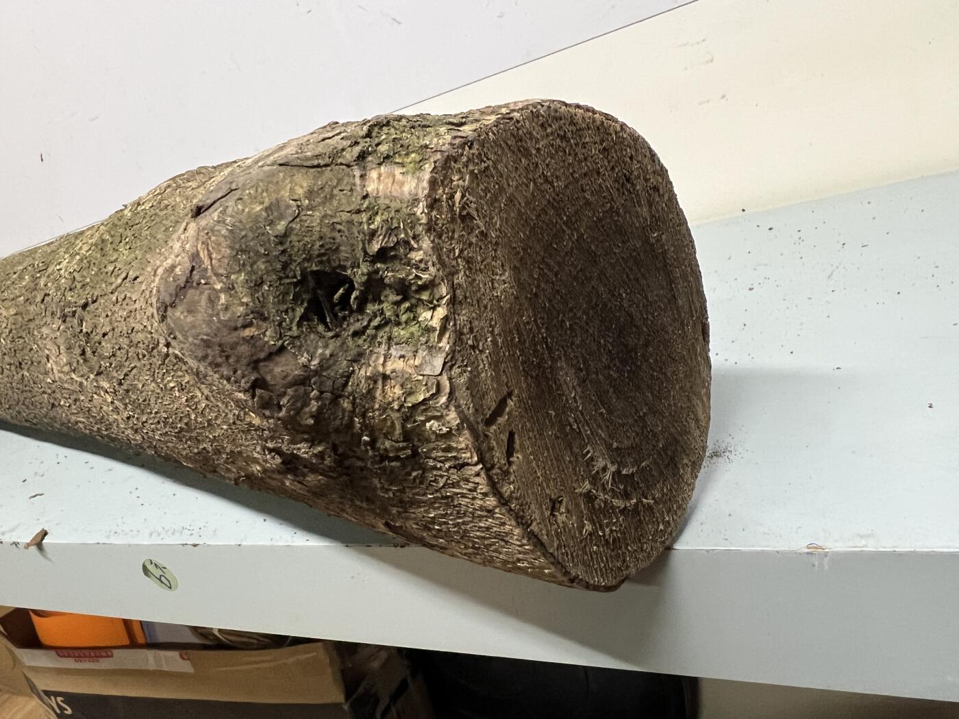 零元拍： 01-17-6金丝楠 原木 风水柱 横财（材）带皮， 尺寸：87/12/13CM。5.6公斤，抛光后金灿灿满香。