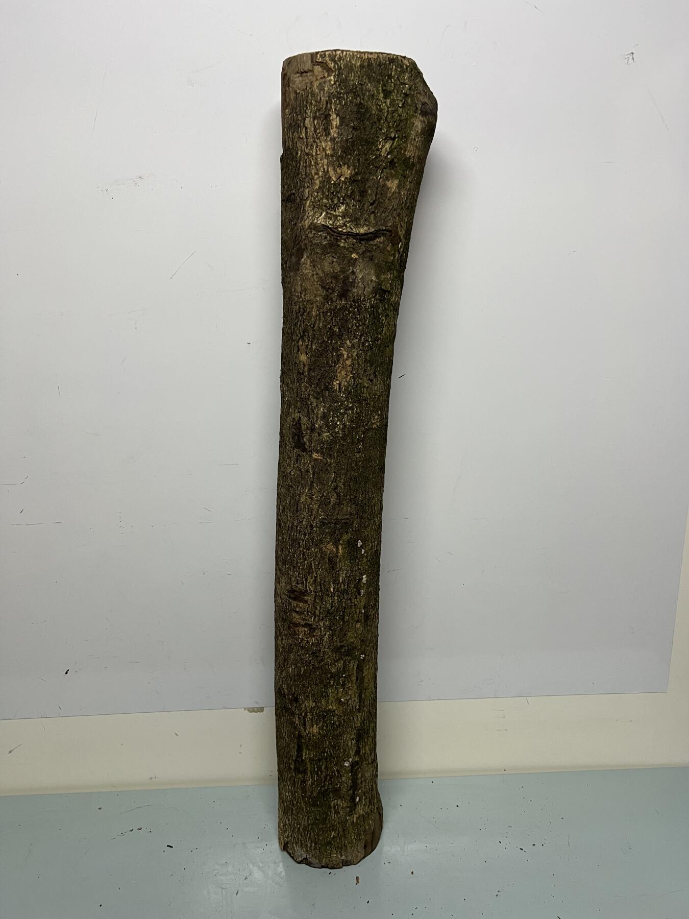 零元拍： 01-17-6金丝楠 原木 风水柱 横财（材）带皮， 尺寸：87/12/13CM。5.6公斤，抛光后金灿灿满香。