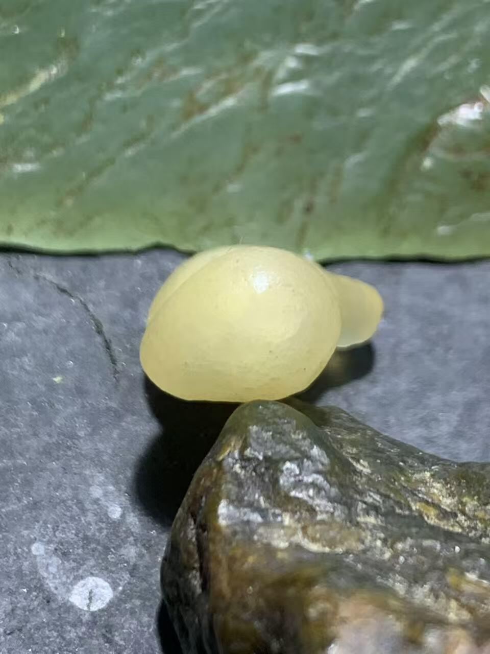 精美天然戈壁阿拉善白糖心葫芦形原石一颗，