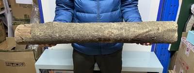 零元拍： 01-17-6金丝楠 原木 风水柱 横财（材）带皮， 尺寸：87/12/13CM。5.6公斤，抛光后金灿灿满香。 - 零元拍： 01-17-6金丝楠 原木 风水柱 横财（材）带皮， 尺寸：87/12/13CM。5.6公斤，抛光后金灿灿满香。