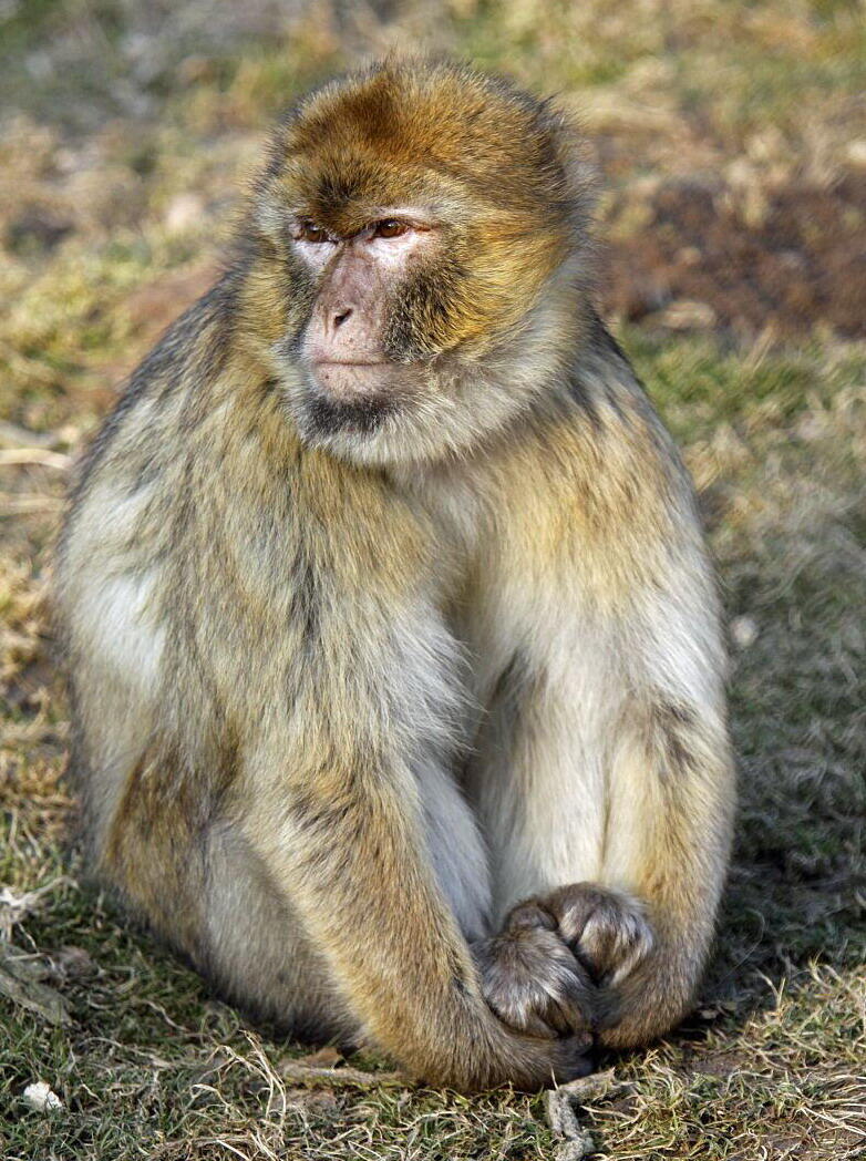 【俄甄集藏】“万象更新、马呈祥瑞”迎新春俄甄精品场-2026年(047)01-21 星期三 晚 19:30 全场包邮 英属直布罗陀1971年伊丽莎白二世25新便士地中海猕猴精制大银币，PCGS PR66，重28.28克，500银，发行量20000枚