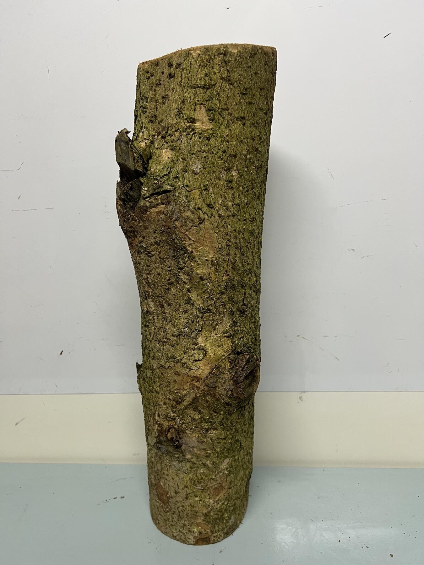 零元拍： 01-17-5金丝楠 原木 风水柱 横财（材）带皮， 尺寸：54/12CM。5.3公斤，抛光后金灿灿满香。