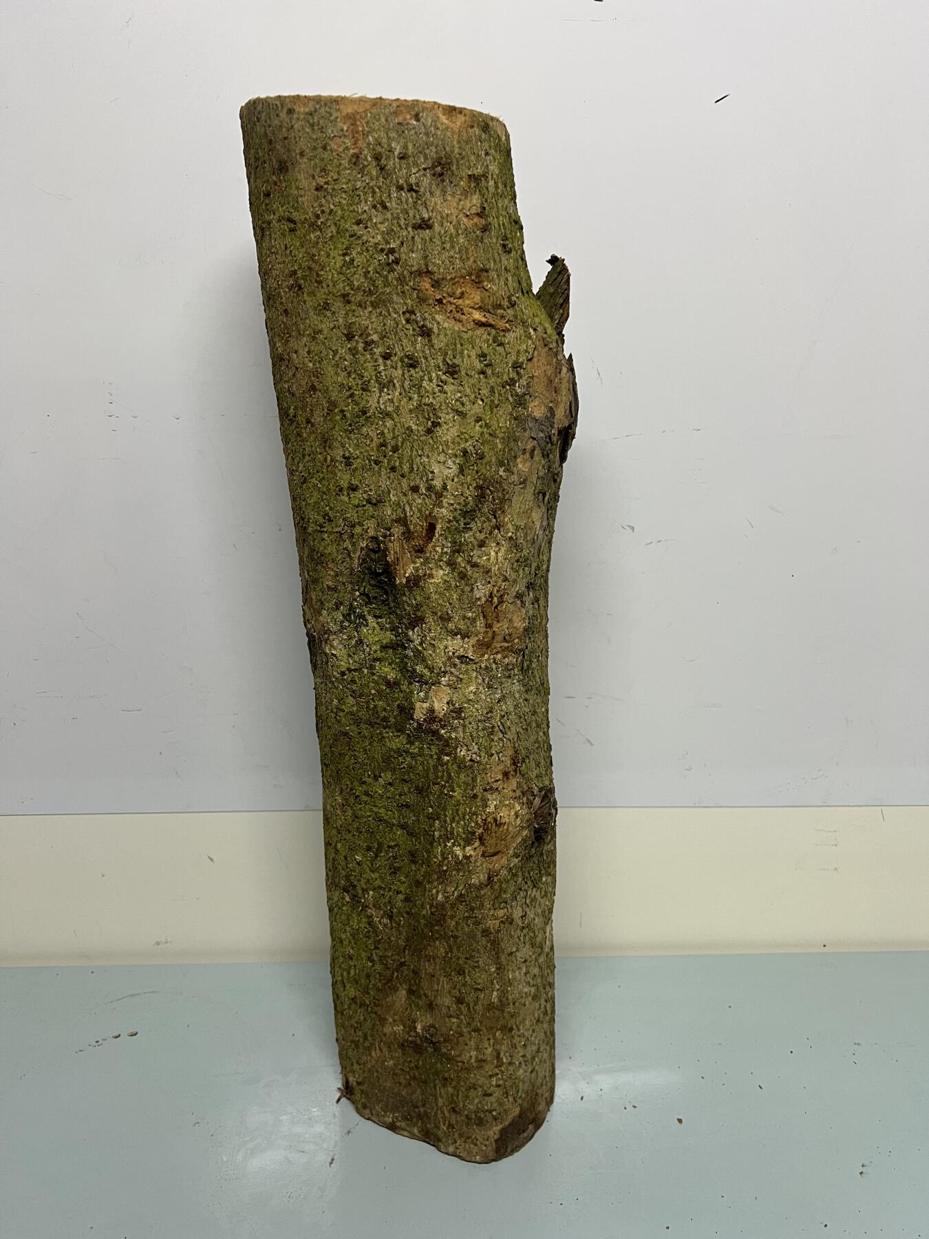 零元拍： 01-17-5金丝楠 原木 风水柱 横财（材）带皮， 尺寸：54/12CM。5.3公斤，抛光后金灿灿满香。