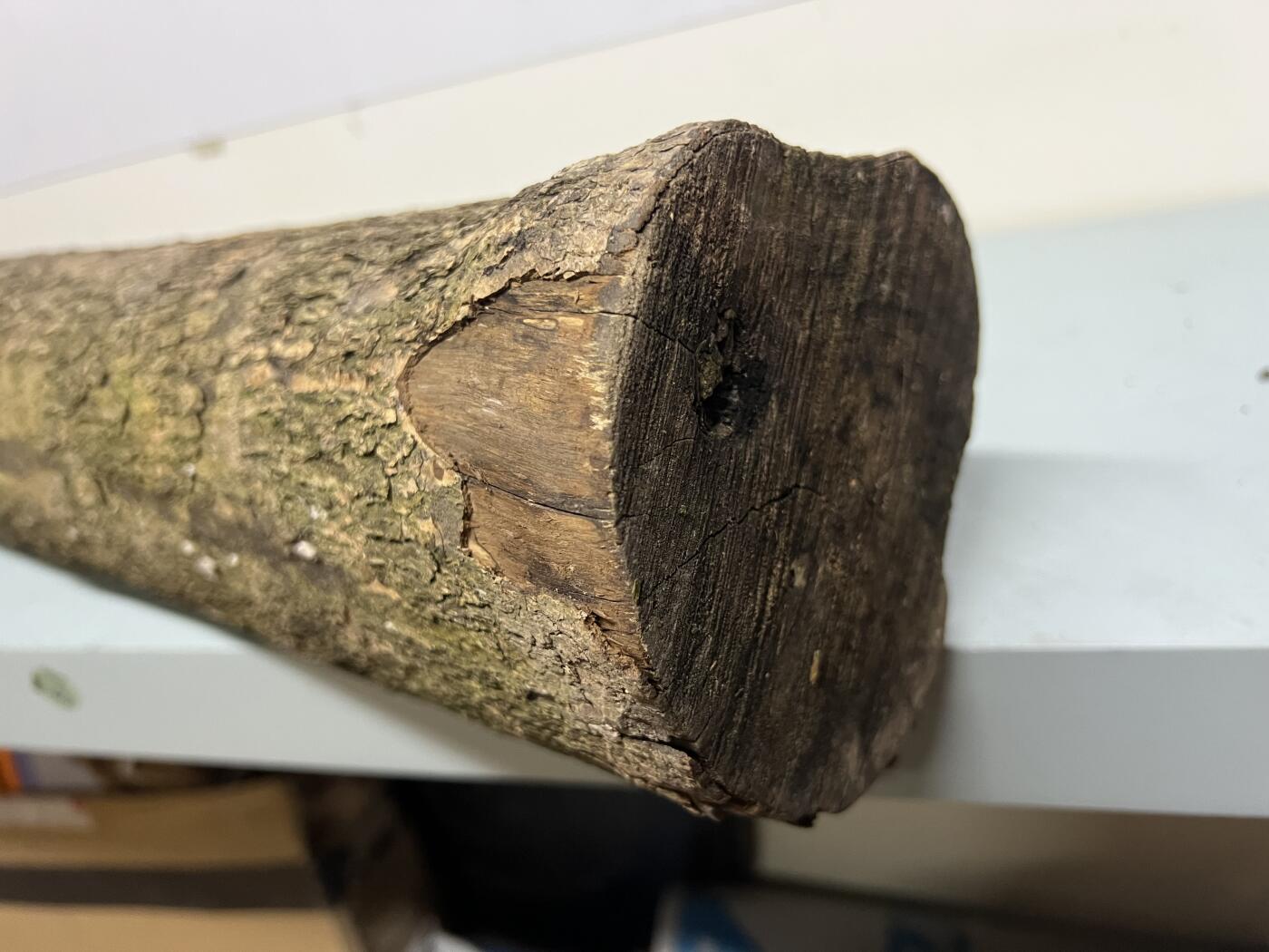 零元拍： 01-17-6金丝楠 原木 风水柱 横财（材）带皮， 尺寸：87/12/13CM。5.6公斤，抛光后金灿灿满香。