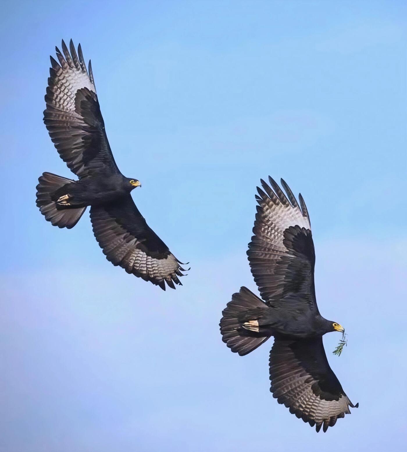 【俄甄集藏】“万象更新、马呈祥瑞”迎新春俄甄精品场-2026年(047)01-21 星期三 晚 19:30 全场包邮 阿曼1987年野生动物保护-阿拉伯黑雕2.5里亚尔精制大银币，NGC PF68UC，重28.28克，925银，发行量25000枚，设计精美