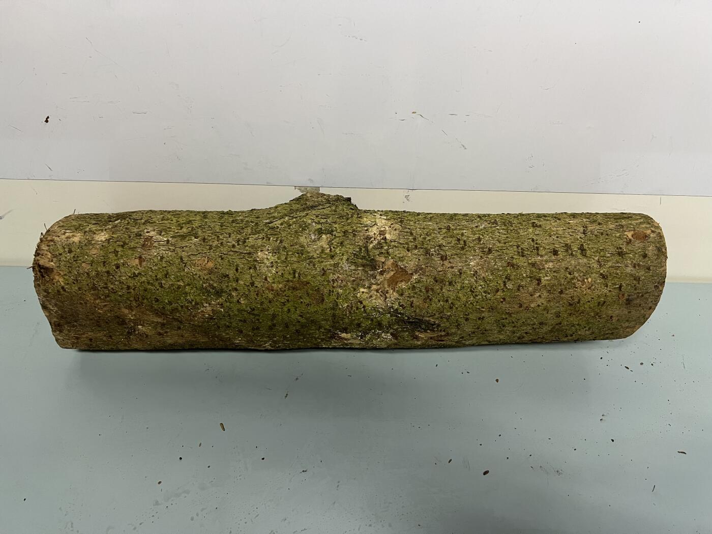 零元拍： 01-17-5金丝楠 原木 风水柱 横财（材）带皮， 尺寸：54/12CM。5.3公斤，抛光后金灿灿满香。