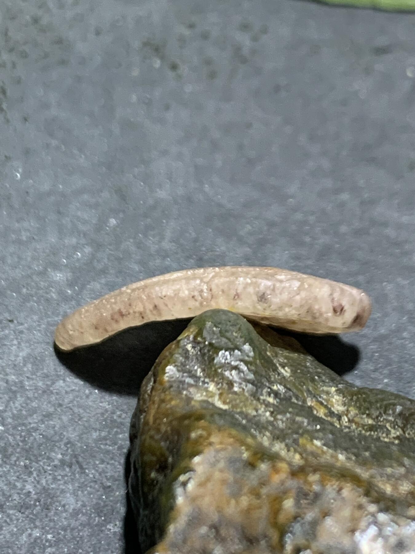 精美亚光战国红玛瑙手工雕刻树叶吊坠（卡子)一个