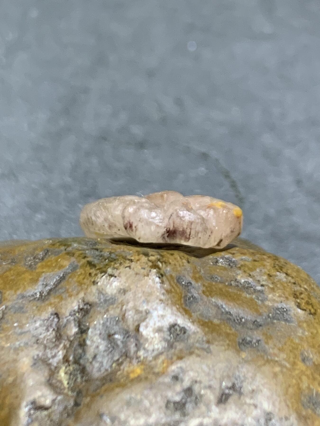 精美亚光战国红玛瑙手工雕刻树叶吊坠（卡子)一个