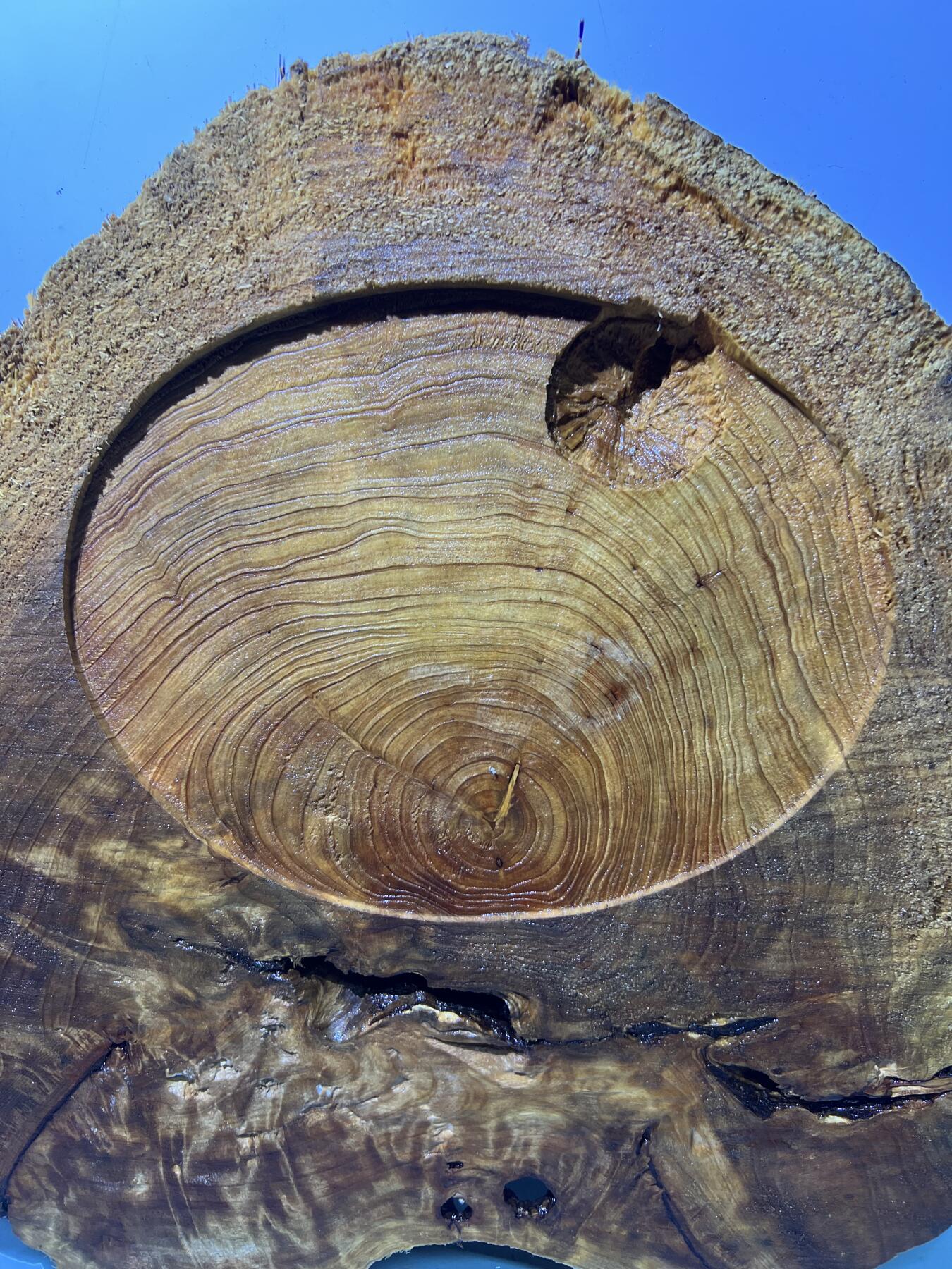 零元拍：01-18-1精品香杉木老根榴茶盘，瘦漏透，尺寸约：380/350/35厚MM，满花满瘤，药香满鼻，无漆无蜡，保存方式请看下面说明，因为未打磨上漆，干燥天气可能会产生裂纹，属于正常现象