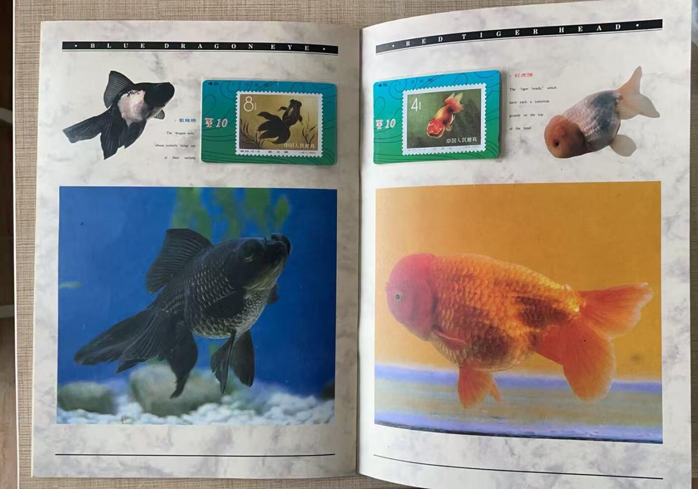 《卡拍》第343期拍卖1月24日晚22：10时延时截拍 甘肃田村卡《金鱼邮票》十二全新卡带册，上品。