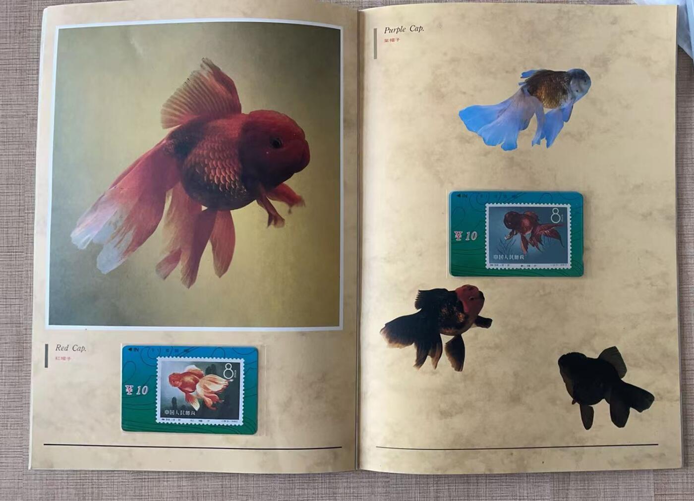 《卡拍》第343期拍卖1月24日晚22：10时延时截拍 甘肃田村卡《金鱼邮票》十二全新卡带册，上品。