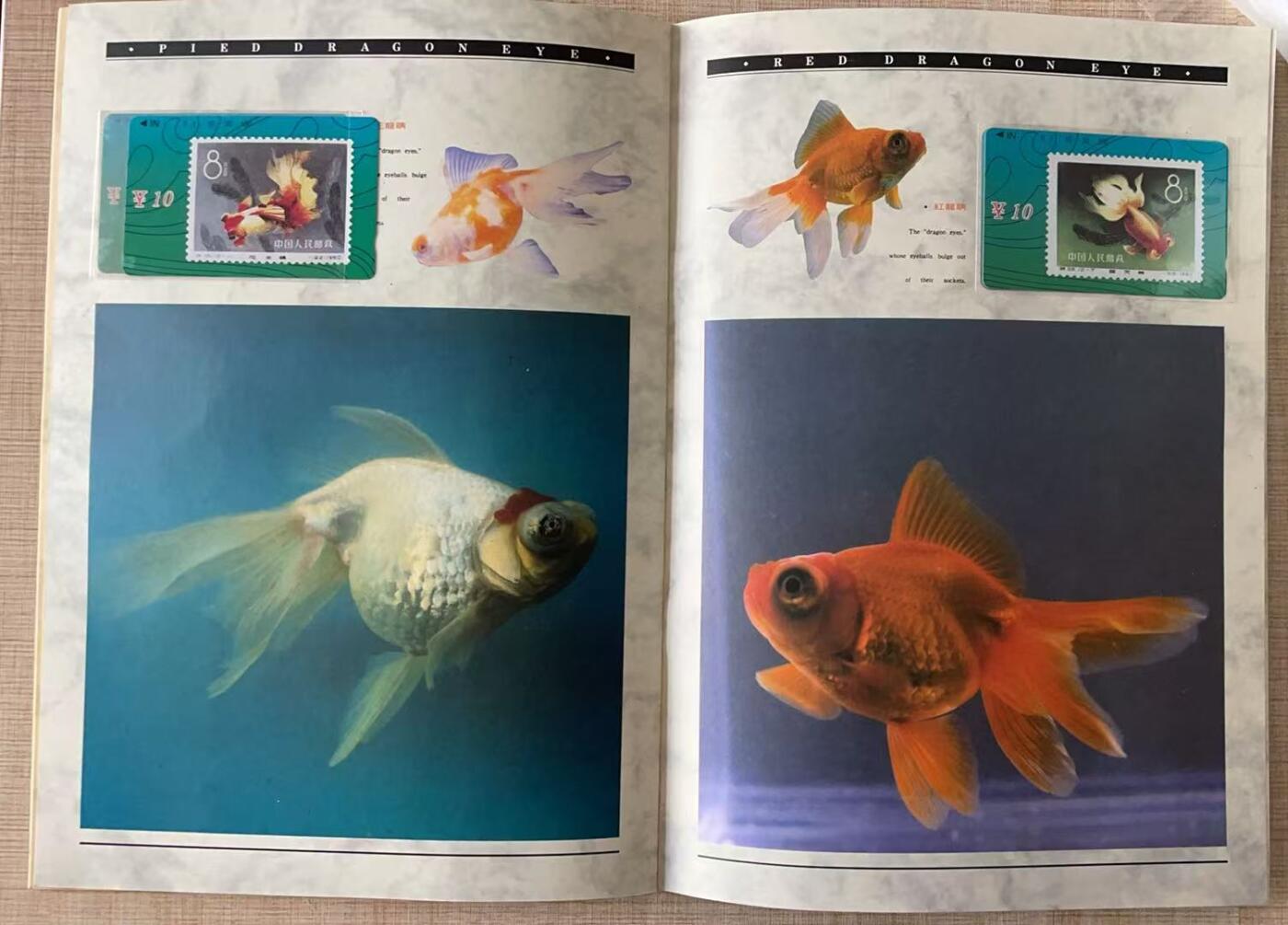 《卡拍》第343期拍卖1月24日晚22：10时延时截拍 甘肃田村卡《金鱼邮票》十二全新卡带册，上品。