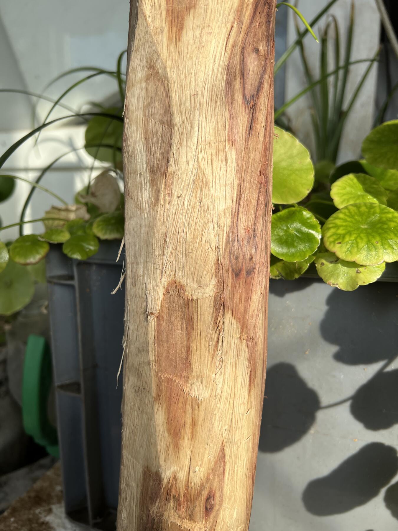 零元拍：  NO.128海南黄花梨珠子料 ，鬼脸还挺多，做烟杆手杖擀面杖，做四对手球没问题。尺寸约475/65/85MM，三斤多重