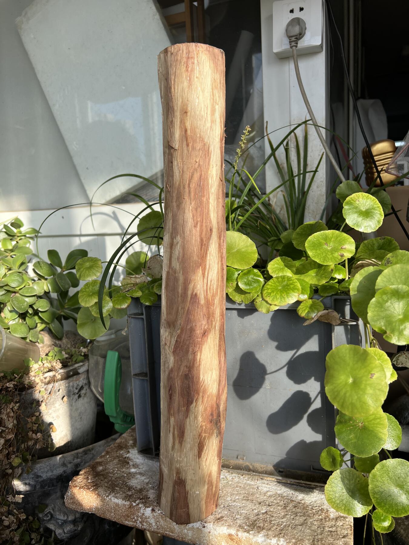 零元拍：  NO.128海南黄花梨珠子料 ，鬼脸还挺多，做烟杆手杖擀面杖，做四对手球没问题。尺寸约475/65/85MM，三斤多重