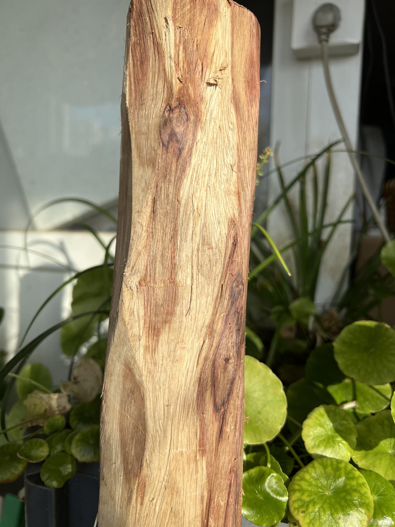 零元拍：  NO.128海南黄花梨珠子料 ，鬼脸还挺多，做烟杆手杖擀面杖，做四对手球没问题。尺寸约475/65/85MM，三斤多重