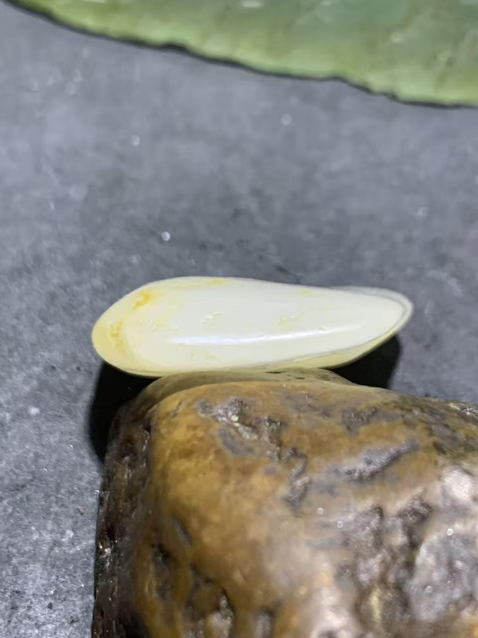 精美洒金皮和田白玉独籽原石一颗