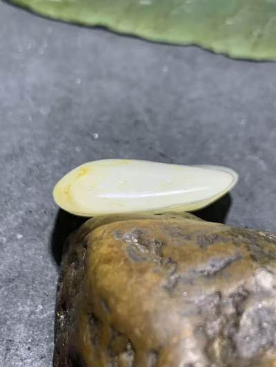 精美洒金皮和田白玉独籽原石一颗 精美洒金皮和田白玉独籽原石一颗