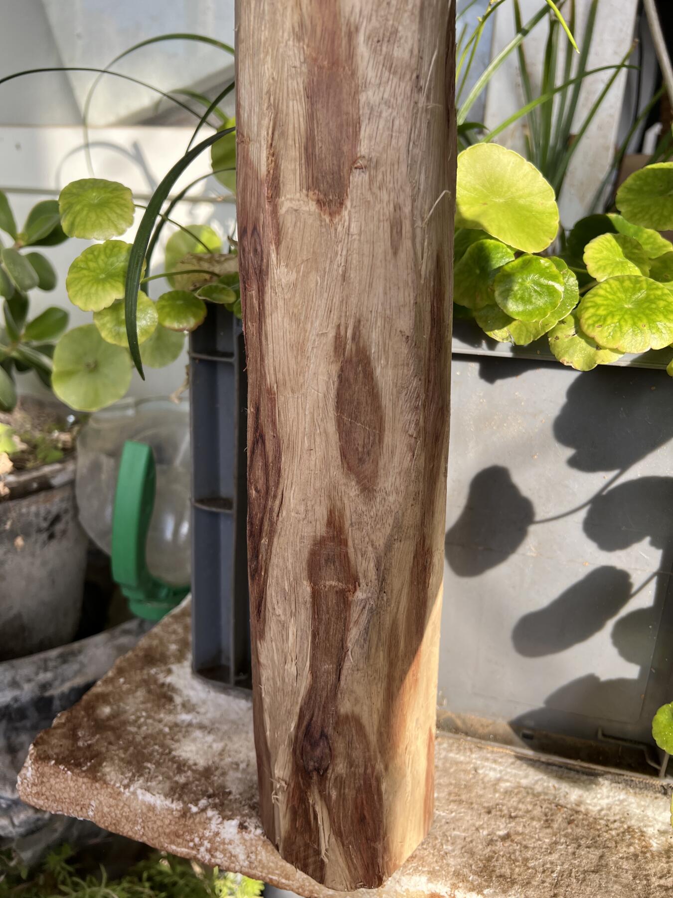 零元拍：  NO.128海南黄花梨珠子料 ，鬼脸还挺多，做烟杆手杖擀面杖，做四对手球没问题。尺寸约475/65/85MM，三斤多重