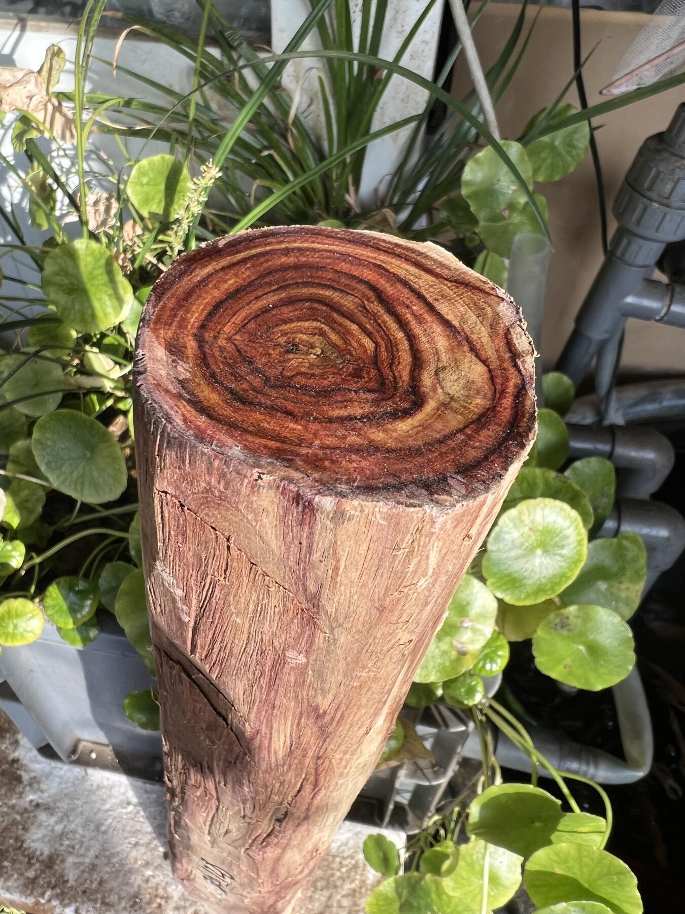 零元拍：  NO.128海南黄花梨珠子料 ，鬼脸还挺多，做烟杆手杖擀面杖，做四对手球没问题。尺寸约475/65/85MM，三斤多重