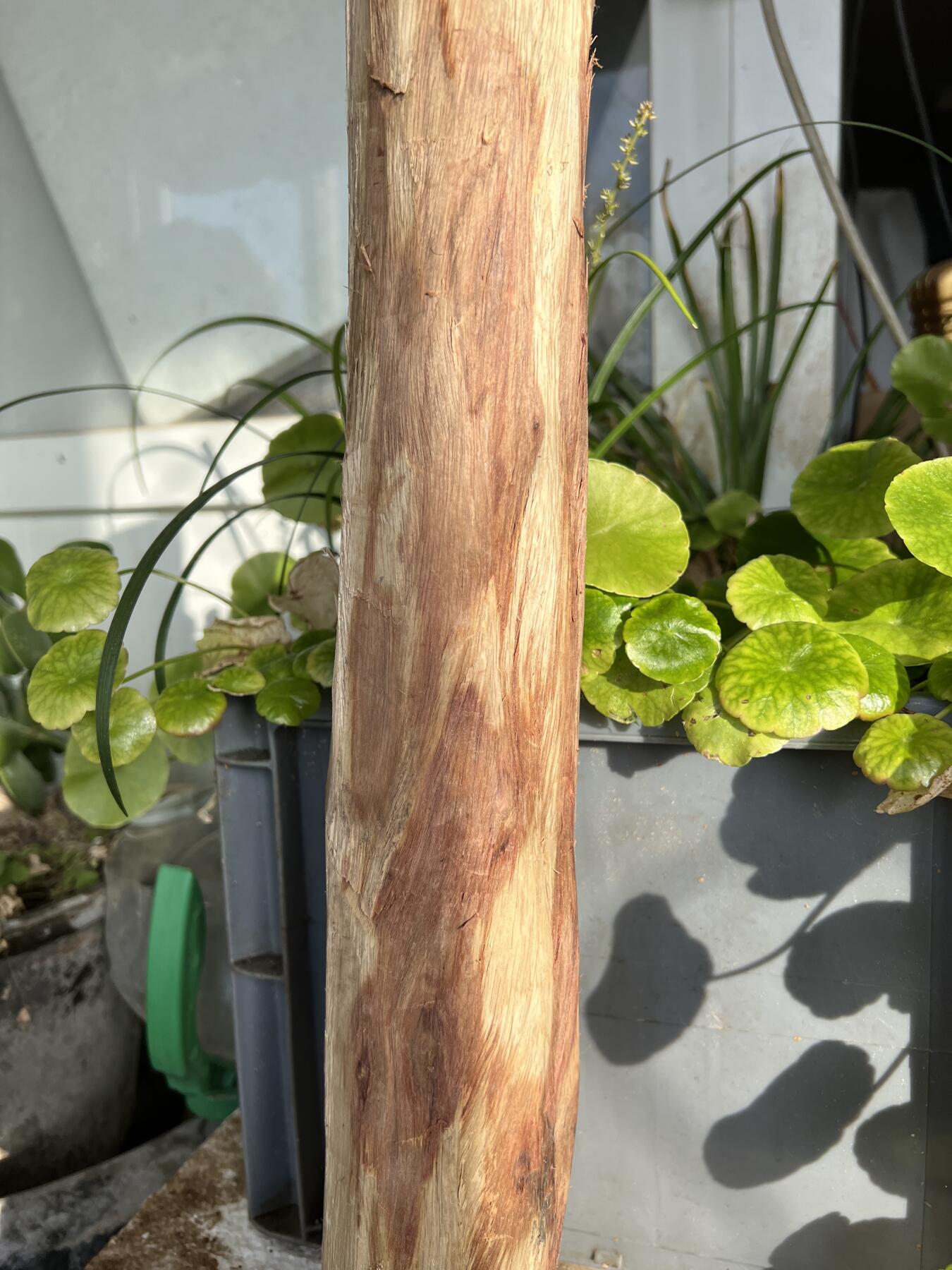 零元拍：  NO.128海南黄花梨珠子料 ，鬼脸还挺多，做烟杆手杖擀面杖，做四对手球没问题。尺寸约475/65/85MM，三斤多重