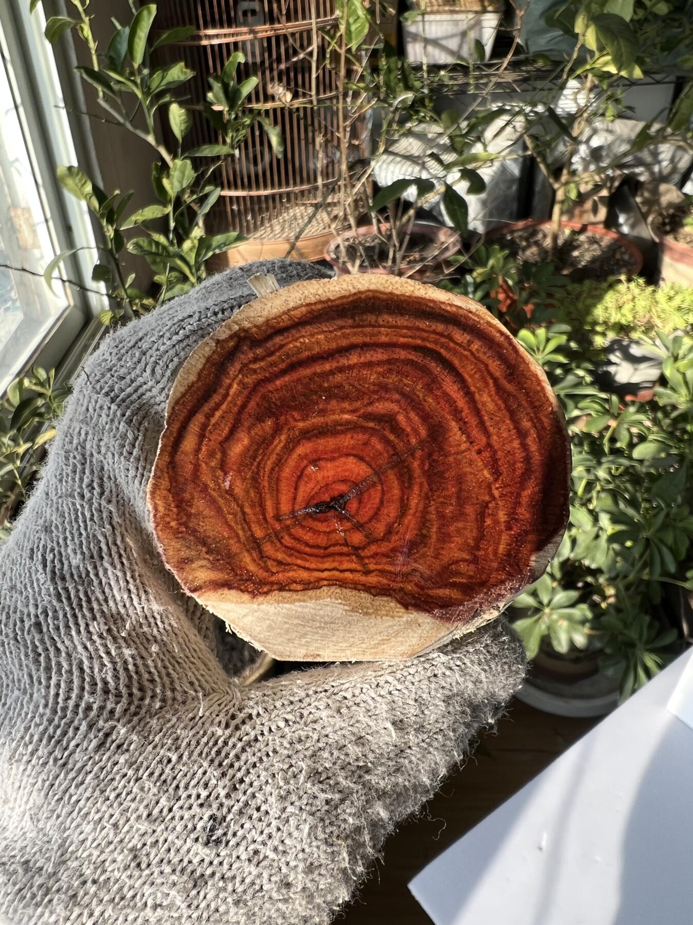 零元拍：  NO.119海南黄花梨原料。尺寸约125/60MM