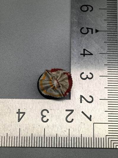 小驴勋章奖章收藏1月24日周六晚六点拍卖（珍爱和平，收藏战争，铭记历史，勿忘国耻，忠党爱国。有偿代拍，送拍规则在简介最后，参拍须阅读规则后再参拍，关系到运费包装发货时效真假辨别等关键信息，拍卖时不再发原图，看大图店主微信码在拍卖店铺介绍里） - 明治旭日瑞宝二合一勋略