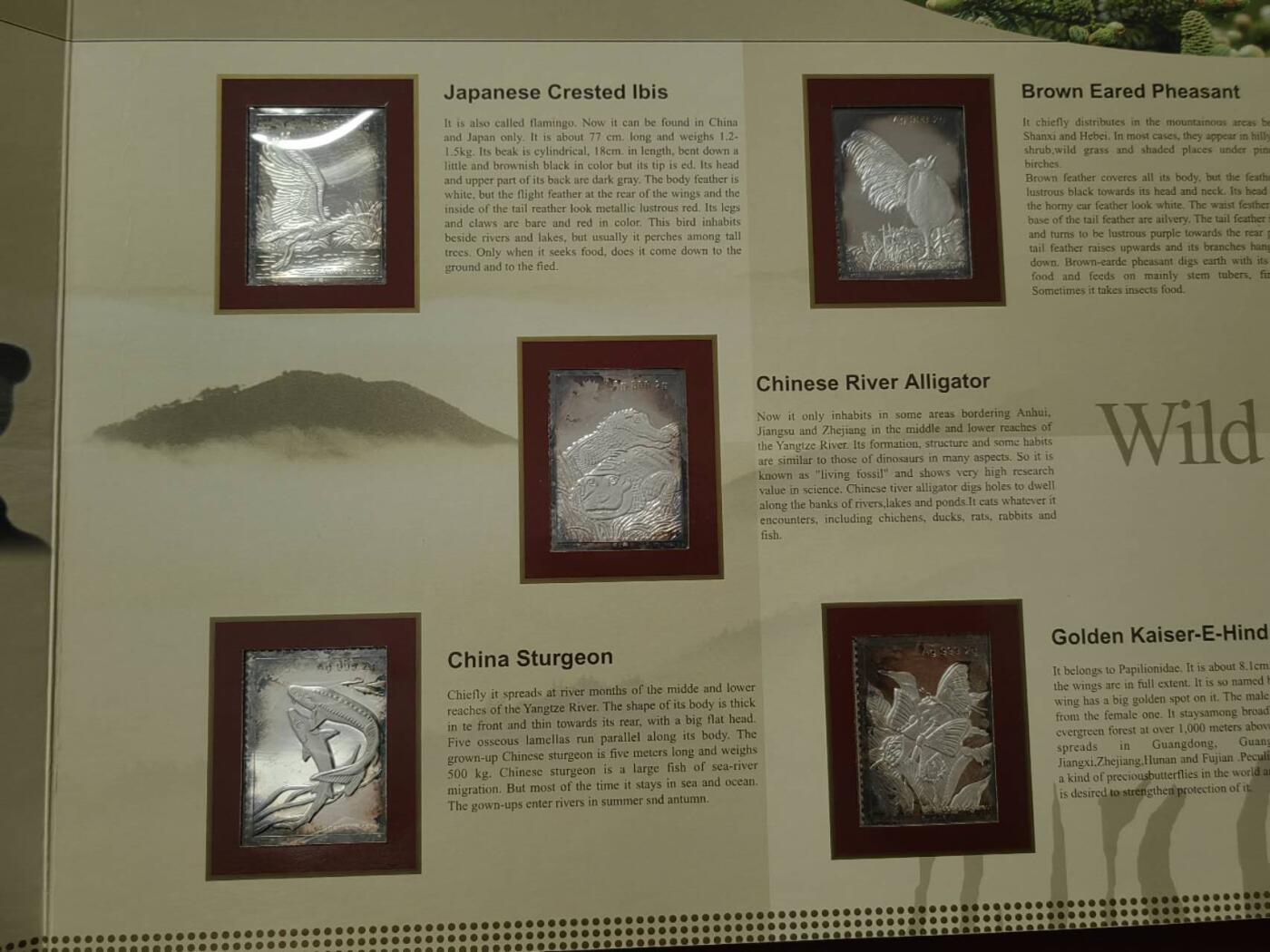 洪涛臻品批发群 精选邮票限时拍卖第1237期  中国珍惜野生动物流通纪念币*银片珍藏册  书籍内包含一套全新的 中国珍惜野生动物纪念币10枚一套（真币），Ag999银制邮票2g/枚，共10枚，共20g纯银制邮票。限量发行1万册，统一售价1200元。具有一定的收藏价值和投资价值，喜欢不要错过，《本拍品包邮发货》