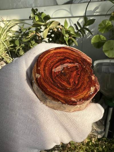 零元拍：  NO.11-3 海南黄花梨原料。100/55/50MM - 零元拍：  NO.11-3 海南黄花梨原料。100/55/50MM