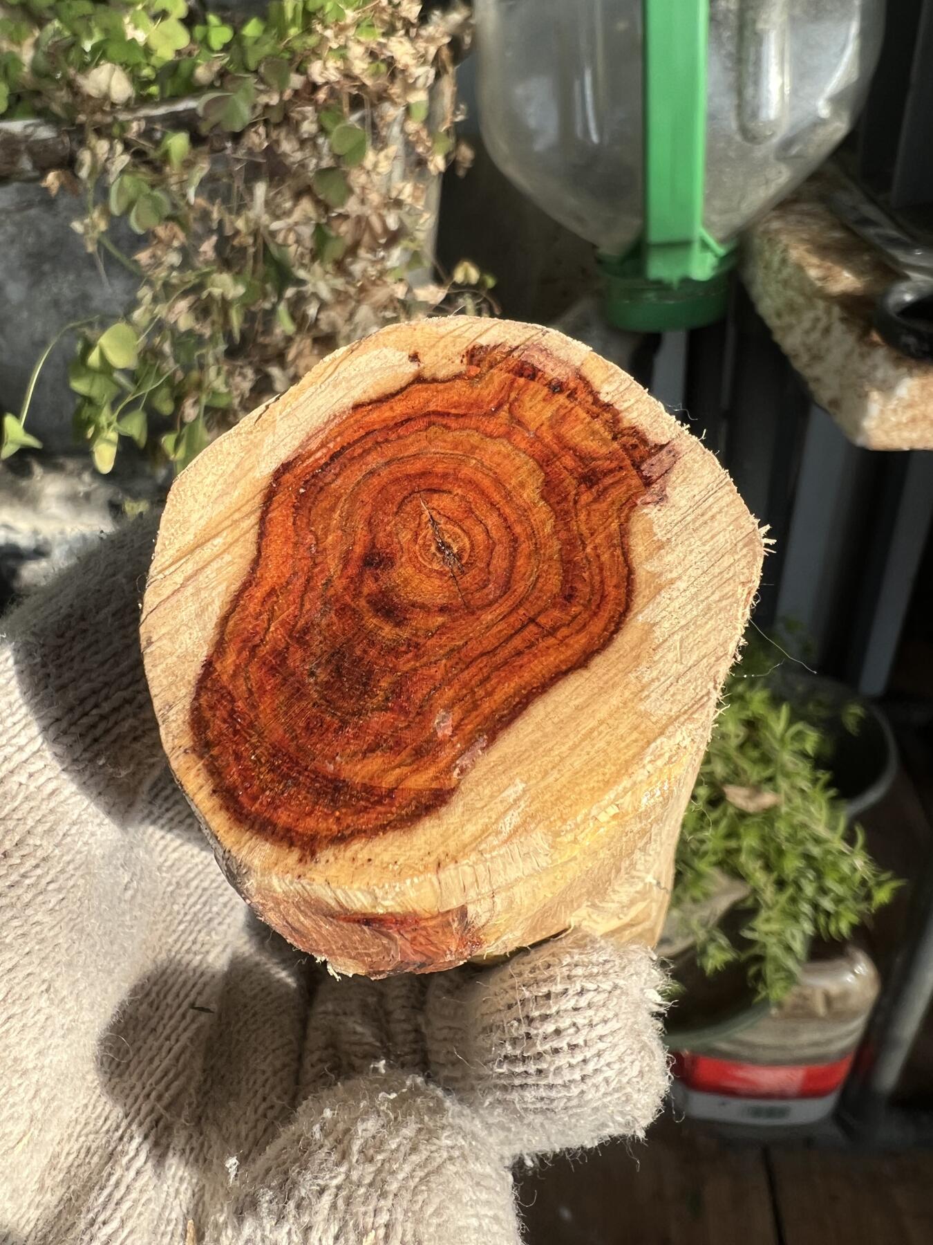 零元拍：  NO.11-1海南黄花梨 天然小狐狸有没有。尺寸约115/40/40MM