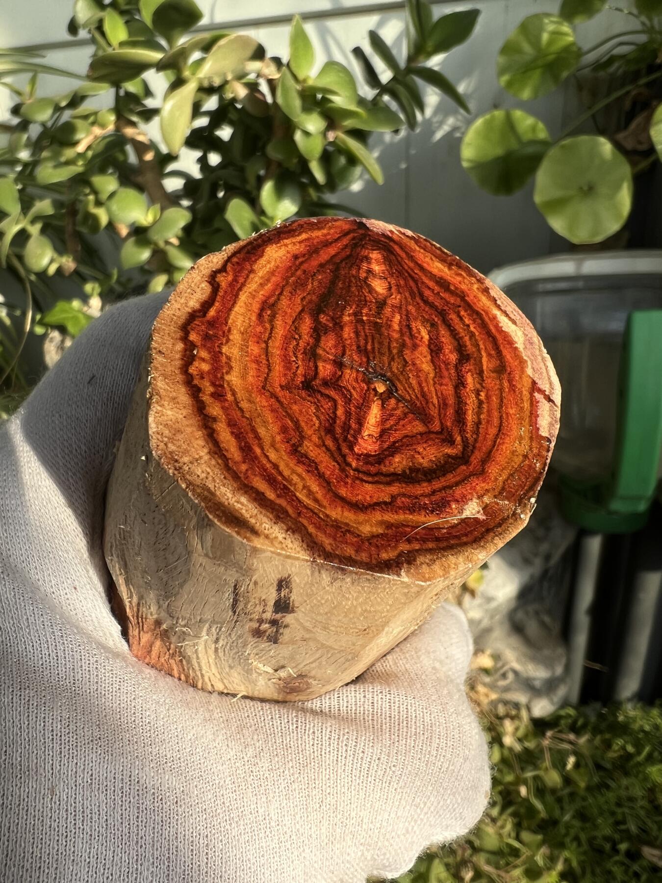 零元拍：  NO.11-3 海南黄花梨原料。100/55/50MM