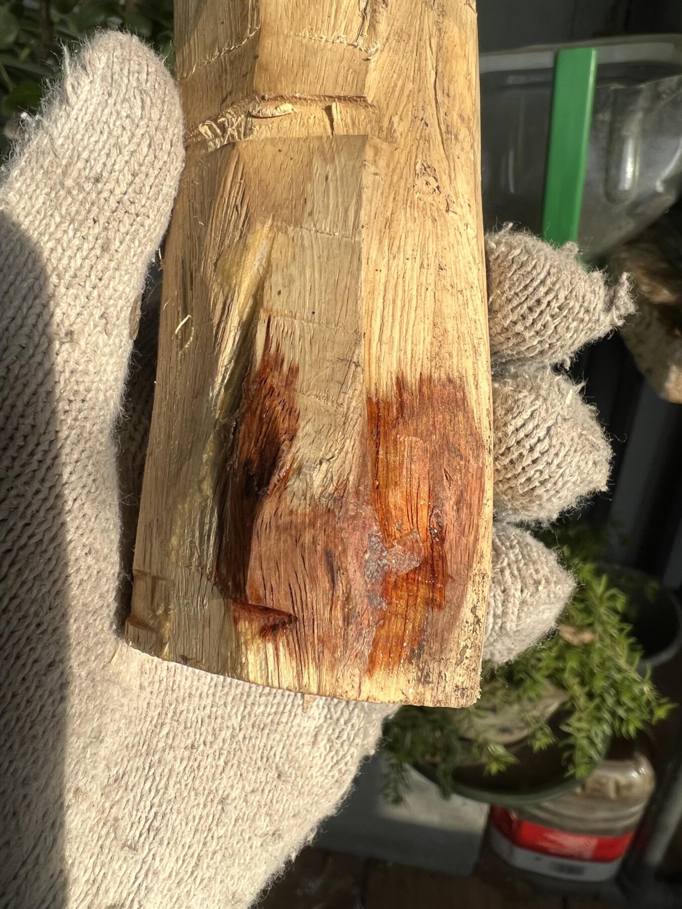 零元拍：  NO.11-1海南黄花梨 天然小狐狸有没有。尺寸约115/40/40MM