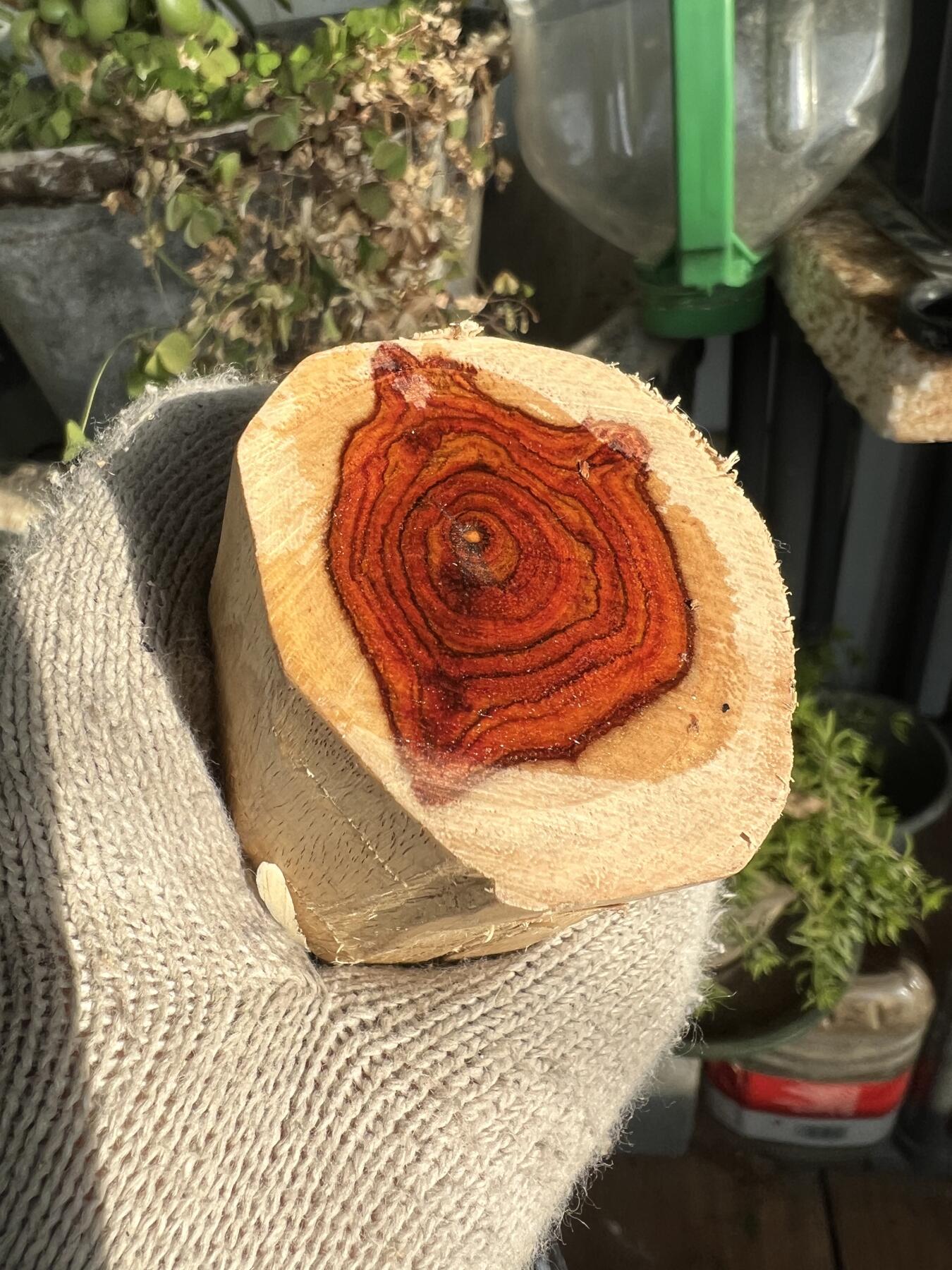 零元拍：  NO.11-1海南黄花梨 天然小狐狸有没有。尺寸约115/40/40MM