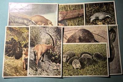 盛世勋华——号角文化勋章邮票专场拍卖第302期 - 德国（1939）1940年代宣传卡片 8张 我们家乡的动物