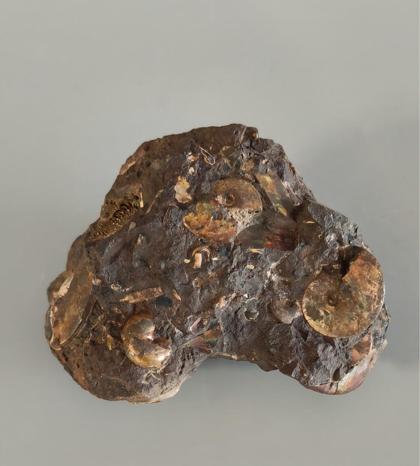 上海都达杂项专场九（全场包邮） 出口创汇期 七彩螺田化石 摆件1-375