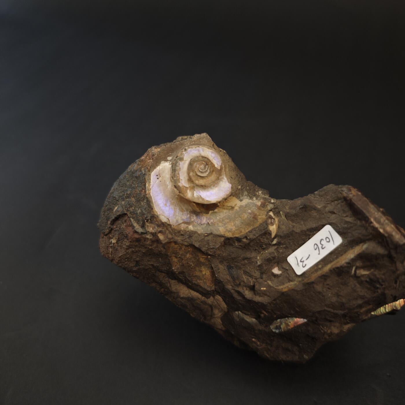 上海都达杂项专场九（全场包邮） 出口创汇期 七彩螺田化石 摆件1-375