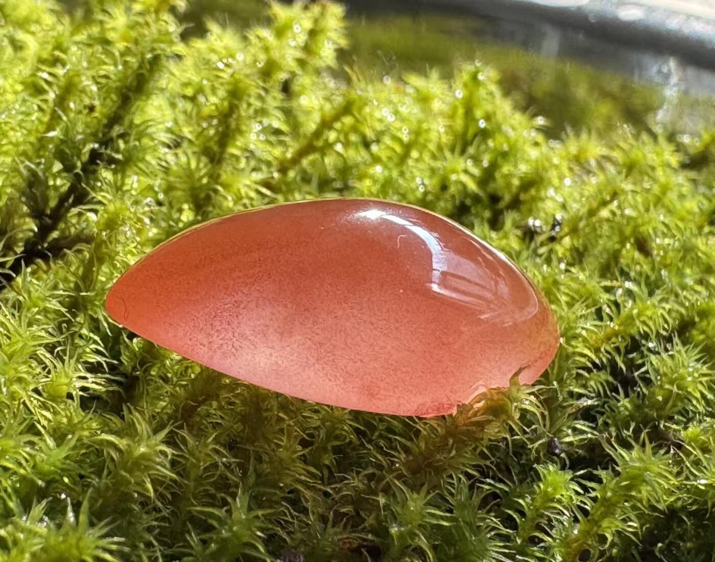 零元拍：南红玛瑙蛋面，都是十多年前的存货了，长约 22.3/11.5/7.2MM ，因为拍照环境以及光线的变化，颜色以实物为准。