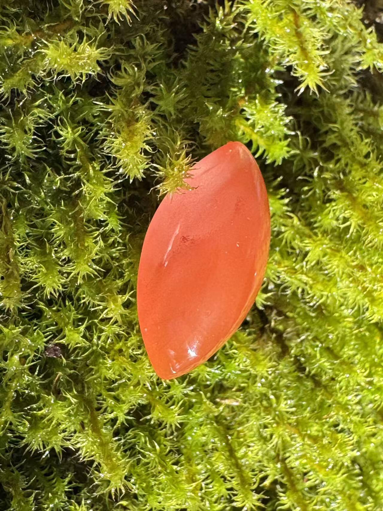 零元拍：南红玛瑙蛋面，都是十多年前的存货了，长约 22.3/11.5/7.2MM ，因为拍照环境以及光线的变化，颜色以实物为准。