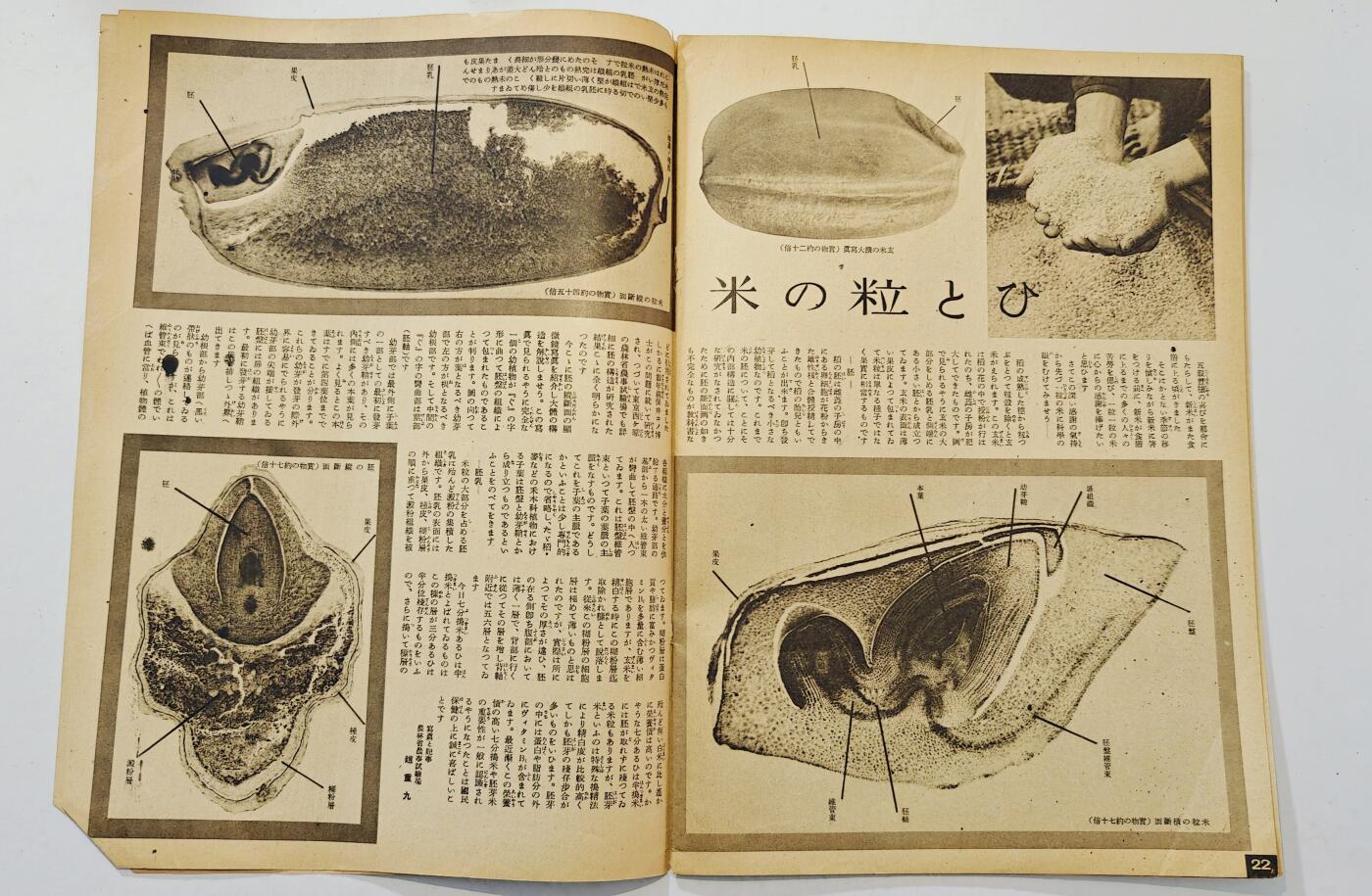 东亚勋章徽章主题拍卖7（80件） 战时日本情报局写真周报（一本周报20页左右 只展示部分）（南洋神社）