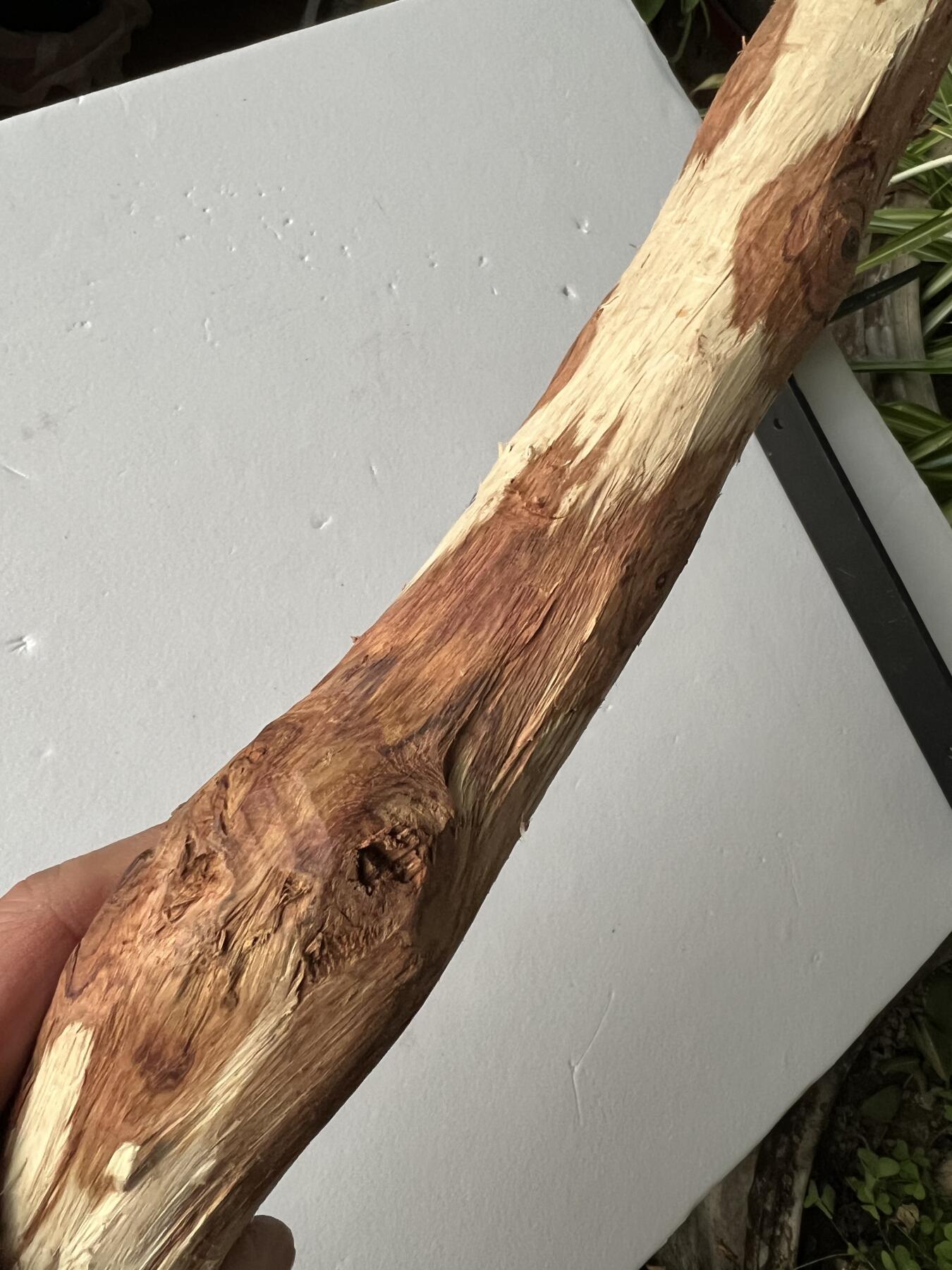 零元拍：NO.35-1 海南黄花梨珠子料，全是水汪汪的大眼睛，325/35MM